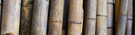Bamboo Bamboo