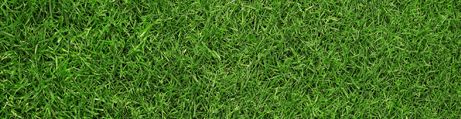 Grass Grass